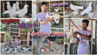 I will bring back the Medinipur Lotan pigeons from Bappada's house 😃#myworld #petsvlog