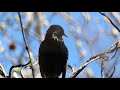 starling bird call song sounds common european