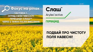 Фокус на ріпак. Частина 1. Огляд ефективності гербіциду Слаш через 2 тижні після внесення