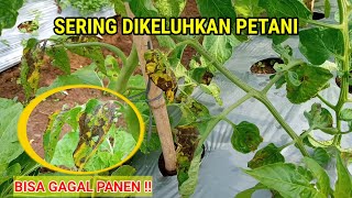 PENYAKIT HAWAR DAUN TOMAT DAN CARA MENGATASINYA