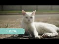 inmunodeficiencia en gatos comprendiendo el sida felino y la leucemia