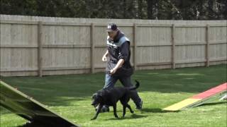 Jaci (Labrador Retriever) Boot Camp Training Demonstration