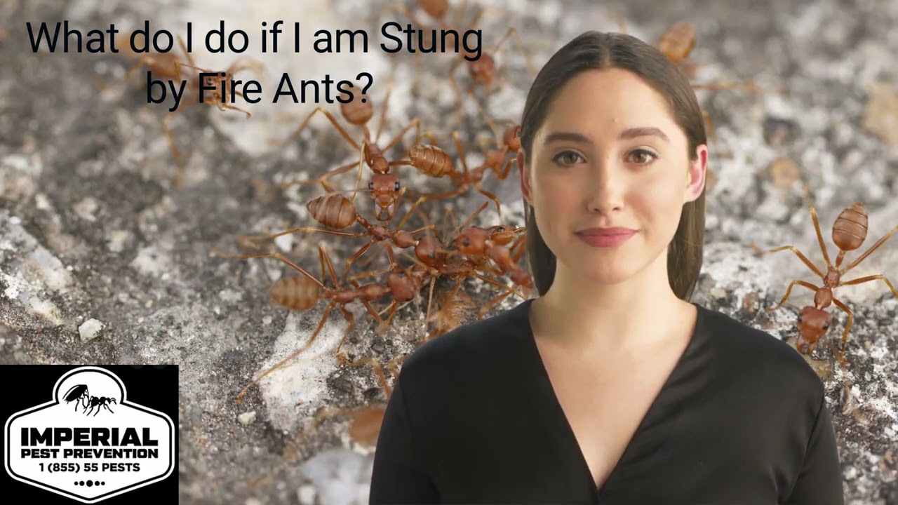Why Do Fire Ants Sting Imperialpestprevent