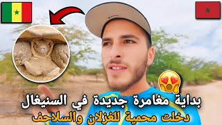 294 |🥰 بداية مغامرتي الجديدة في السنيغال 😱دخلت محمية للغزلان والسلاحف 🇲🇦🇸🇳