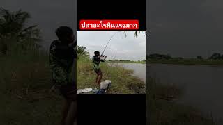 คันโก่ง รอกลั่น #fishing #ตกปลา #carpfishing #แคมป์ปิ้งตกปลา #fb #ตกปลายี่สก #มาแรง #ตกปลาหน้าดิน