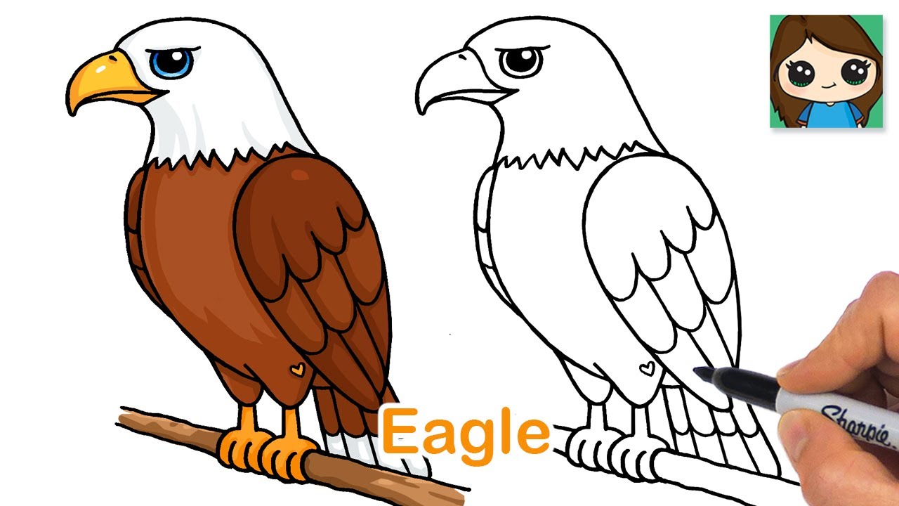 Eagle Pics Drawing Infoupdate Org