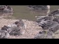 【やはたがわ】 八幡川の野鳥 【この鳥なんの鳥？】