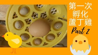 第一次人工孵化蘆丁雞Part 2..Artificial hatching rutin chicken