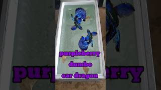 purple berry dragon Dumbo ear guppies/@Perfectdriving /#guppy /#guppyfish