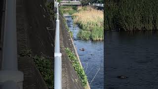 川の風景　カワセミ　鴨 River scenery, kingfisher, duck