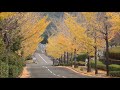 【大阪の紅葉 2021】 四條畷市 飯盛霊園　iimori cemetery shijōnawate autumn leaves in osaka　 2021.11