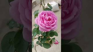 beautiful flower #rose #youtube #youtubeshorts #viral #video