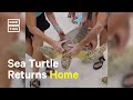 Rehabilitated Sea Turtle Released Back to Ocean on Earth Day 💚🐢