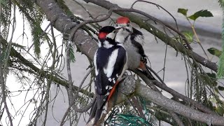 Junger Buntspecht bettelt um Futter (Great spotted woodpecker offspring begging for food)