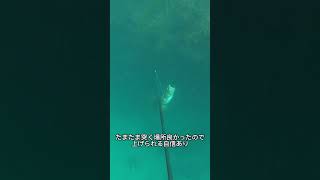 【魚突き】クエの口から出てきた生き物とは❓ #spearfishing #shorts