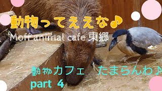 【動物ってええな♪】　Moff　animal　cafe愛知東郷　　　カピバラもいまふ^_^　　　　　#カピバラ　#ラブラブ　#cute