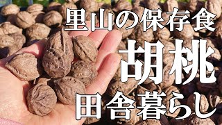 【標高800mの田舎暮らし】里山の貴重な保存食、クルミの外皮処理をし天日干し。癒やされる里山の紅葉｜50代夫婦｜村暮らし