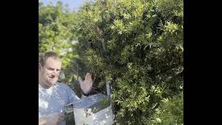 How to Position a Hive of Native Stingless Bees