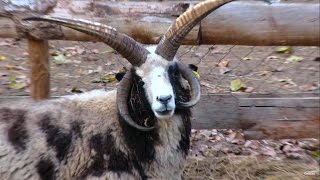 ►La Ferme de Découverte Saint-André, authentique et ludique - Le Journal Catalan [JM]