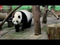 竹竿太香了 圓仔走過 路過 一直錯過大窩窩頭 還在許願洞許願😆giant panda yuan zai missed the wou wou tou 圆仔 貓熊 大熊貓