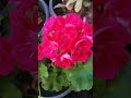 beautiful geraniums pink geraniums my geraniums have started to bloom geraniums flowers