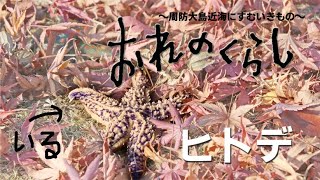 おれのくらし～周防大島近海に住む生き物～第五回・ヒトデ