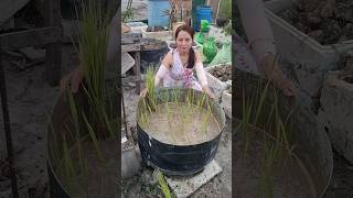 Black Aromatic Rice transplanted into tub at Rooftop garden #paddy  #urbangardening #gardening