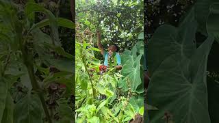 Harvesting Wild Bitter Melon in the Countryside - Experiencing Peaceful and Natural Rural Life