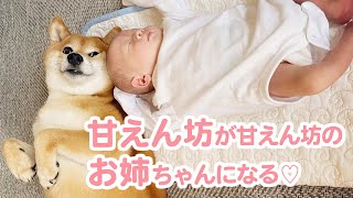 飼い主さんにベッタリな甘えん坊の柴犬さんが弟くんを見守る優しいお姉ちゃんに成長するおはなし｜PECO