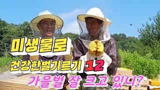 [미생물로건강한벌기르기]12탄, 토요반 9월 양봉교육중, 가을 산란 점검, 화분떡, 꿀 보충해주기