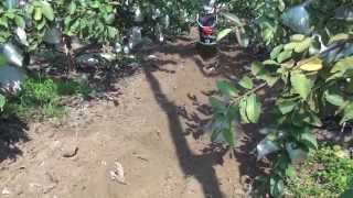 嘉義芭樂園開溝 (擎億中耕機/耕耘機) CY80 tiller ridging/furrowing in guava orchard-3 中耕機