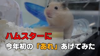 ハムスターに今年初の「あれ」あげてみた[ハムスター／パンダマウス／モルモット／ステップレミング】