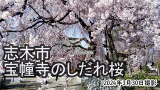 【4K】志木市・宝幢寺のしだれ桜（2024年3月30日）