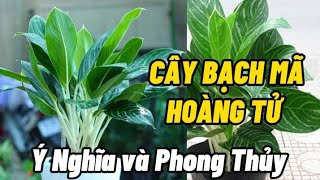 Cây BẠCH MÃ HOÀNG TỬ// Ý Nghĩa và Phong Thủy