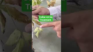 Collar rot treatment ‍ kaise kre|| Collar rot treatment || Collar rot of soybean|| Collar rot chilli