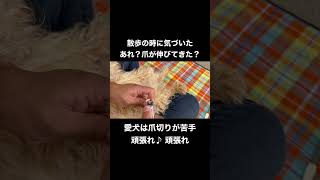 【愛犬に爪切り】苦手なトリミングだけど頑張ってくれた。#犬 #dog #トリミング #shorts