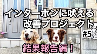 【犬のしつけ】インターホンに吠える改善プロジェクト#5 この一月の結果発表！