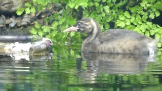 置き餌を食べるカイツブリ幼鳥　水生物館