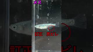 【31日目】　僕はメダカの品種改良を目指す中学生　メダカのオスとメスの違い　#shorts #メダカ #オーロラブラックラメメダカ#品種改良 #中学生 #世界一を目指すれん