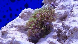 Introducing Green Star Polyps (GSP) to a Saltwater Tank!