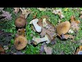 armillaria lutea armillaria gallica november 23 2023