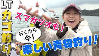 GO!GO!九ちゃんフィッシング #395　「今秋再び！堤防カゴ釣り（前篇） スマガツオが釣れちゃった！」