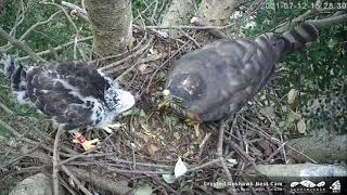 20210712 鷹爸送鼠 咖咖護食 ⏰15:20 大安鳳頭蒼鷹