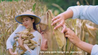 Panen Jagung Dengan Senyuman | Gadis Desa Cantik Sederhana