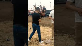 شاهد أحسن الخيول التبوريدة 🐎🐎🐎🐎🐎🐎🐎❤️❤️🇲🇦🇲🇦🇲🇦🇲🇦