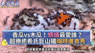 香瓜vs木瓜！螞蟻最愛誰？超療癒希氏巨山蟻縮時進食秀