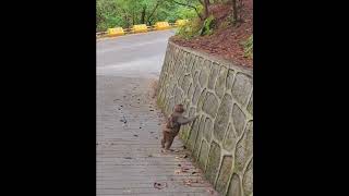 #funnymonkey #Cute Baby Monkey Family  / #dancemonkey  #かわいい赤ちゃん猿の家族    #Monkey 24h   450  #shorts