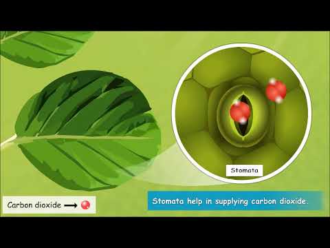 Who make food for the plant?