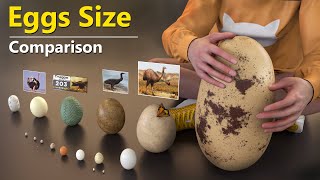 Eggs Size Comparison | Fictional Character Eggs like Godzilla
