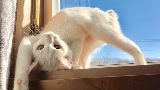 😂 Funniest Cats and Dogs Videos 😺🐶 || 🥰😹 Hilarious Animal Compilation №368